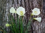 bulbocodium Smarple